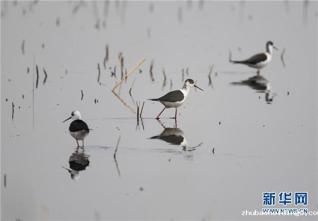 (环境)(1)呼和浩特:飞鸟翔集映碧波