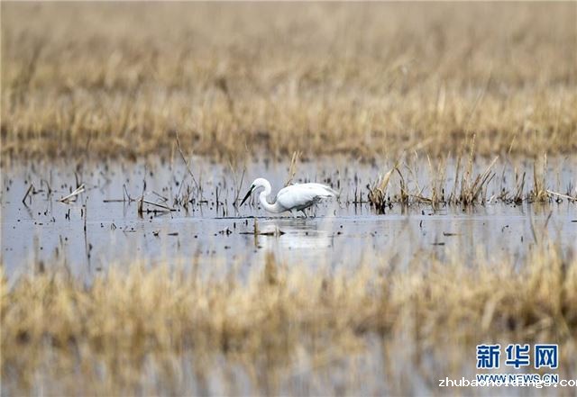 (环境)(4)呼和浩特:飞鸟翔集映碧波