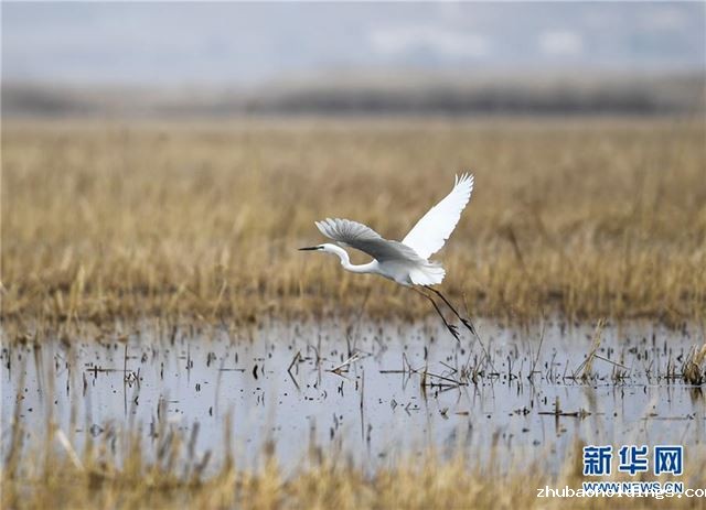 （环境）（5）呼和浩特：飞鸟翔集映碧波