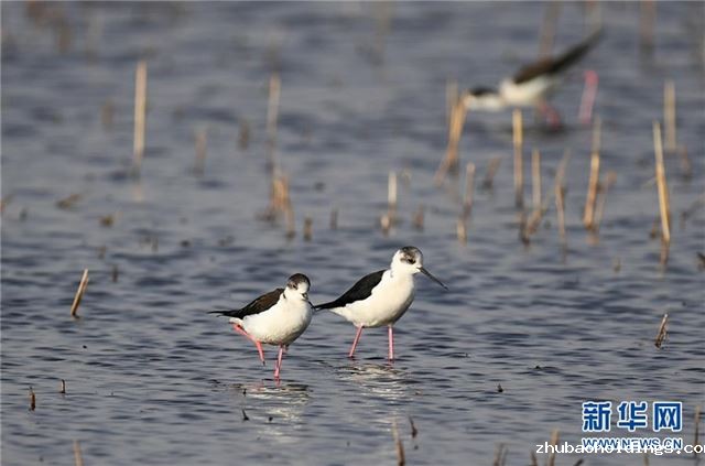 （环境）（3）呼和浩特：飞鸟翔集映碧波