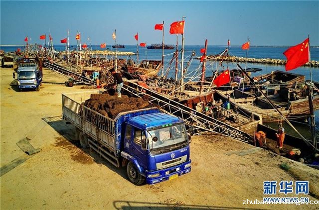 （经济）（3）河北昌黎：可持续扇贝养殖助环保渔业双赢